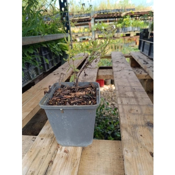 LITODORA Star - sadzonki 5 / 10 cm